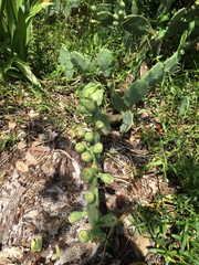 Opuntia stricta