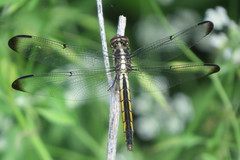 Libellula vibrans