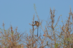 Trachypithecus pileatus