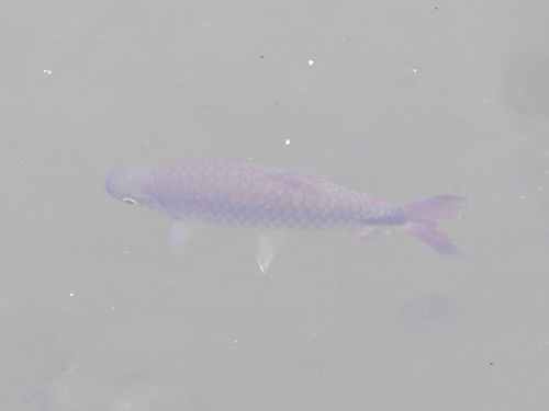 Alestidae