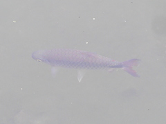 Brycinus