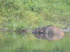 Syncerus caffer nanus