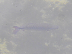 Brycinus