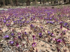 Erythranthe purpurea