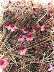 Erythranthe purpurea