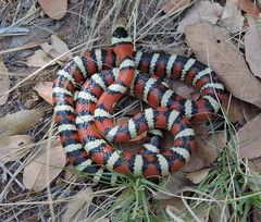 Lampropeltis pyromelana