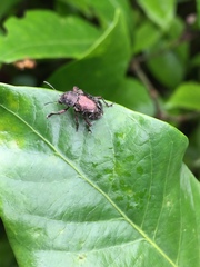 Trichochrysea