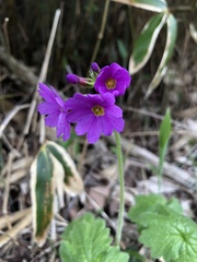 Primulaceae