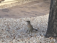 Geococcyx californianus