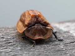 Laccoptera corrugata