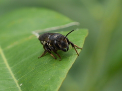 Megachilini