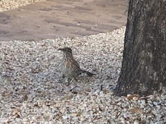Geococcyx californianus