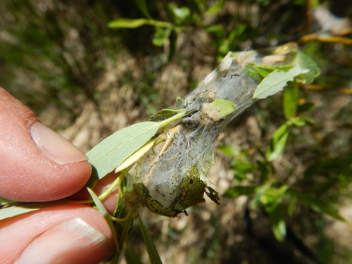 iNaturalist observation photo of Western Tent Caterpillar Moth