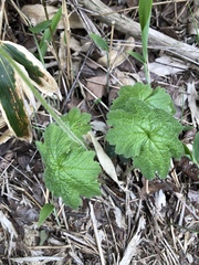 Primulaceae