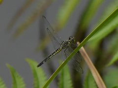 Chalcostephia flavifrons