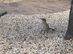 Geococcyx californianus