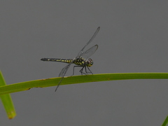 Chalcostephia flavifrons