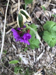 Primulaceae