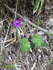 Primulaceae