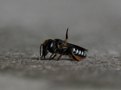 Megachilini