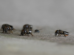 Megachilini