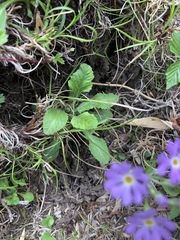 Primula modesta