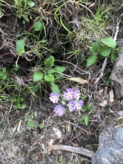 Primula modesta