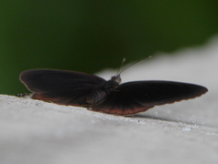 Sevenia occidentalium