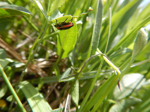 iNaturalist observation photo of Winged and Once-winged Insects