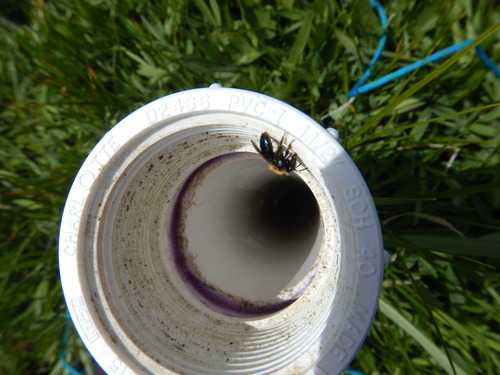 iNaturalist observation photo of Mining Bees