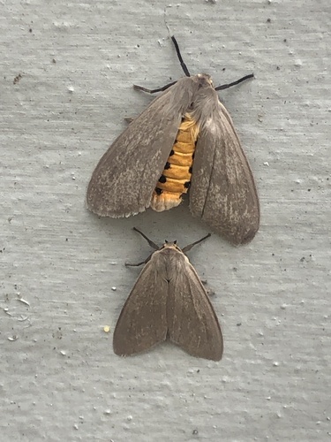 Milkweed Tussock Moth, photo 9 of 9