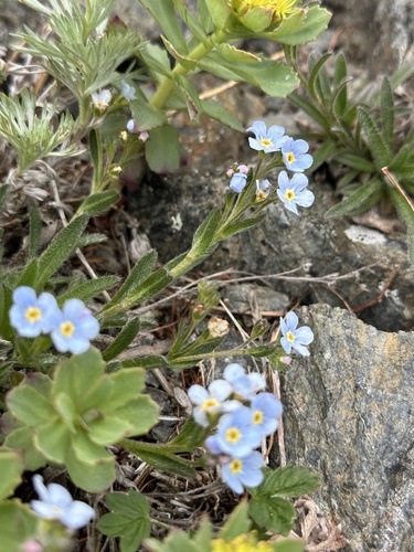 Eritrichium nipponicum iNat (3)
