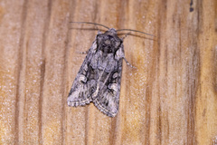 Lacinipolia rodora