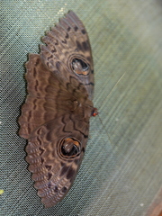 Erebus walkeri