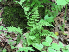 Cystopteris bulbifera