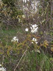 Amelanchier × lamarckii