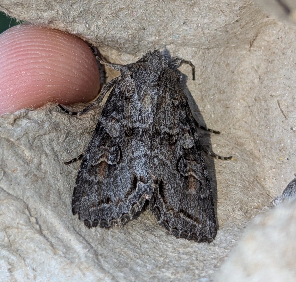 Purple Arches Moth