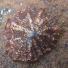 Siphonaria australis image