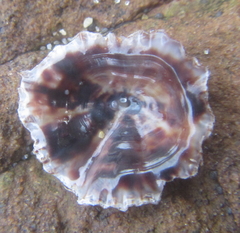 Siphonaria australis