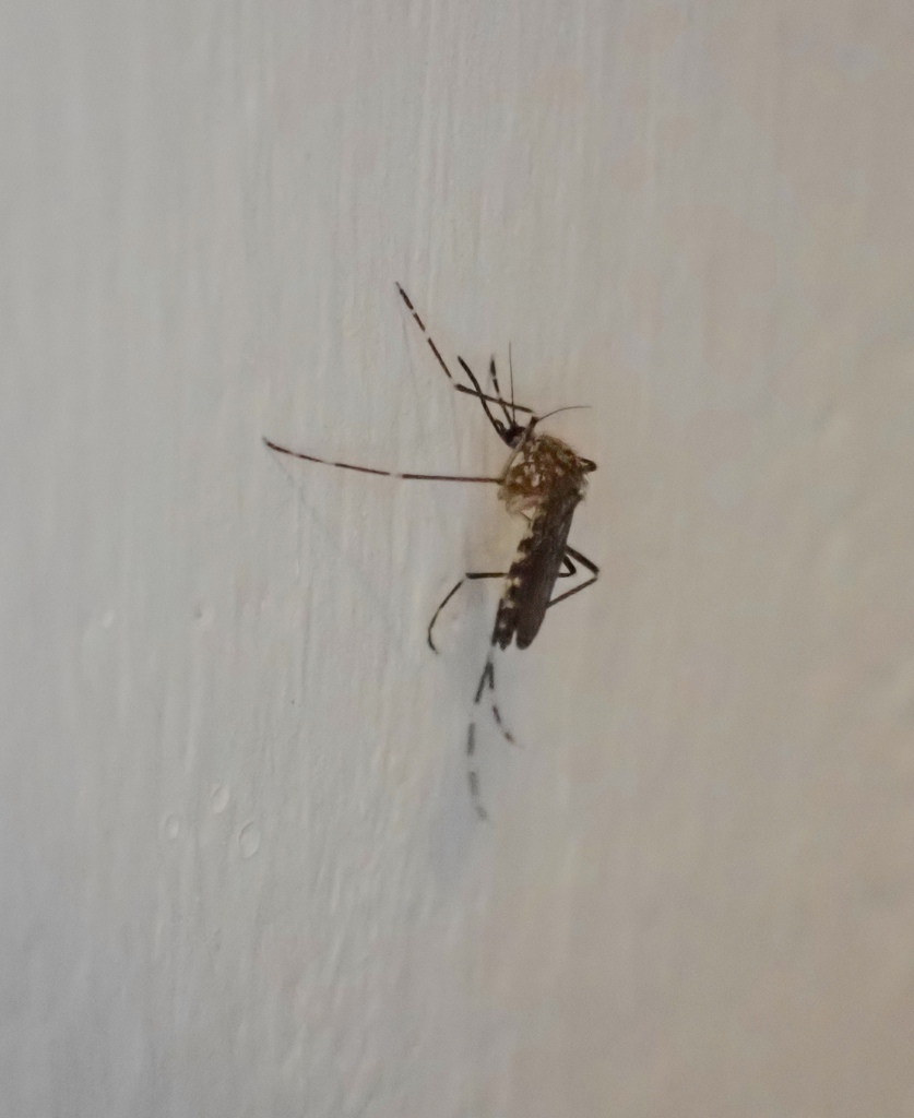 Aedes pulcritarsis