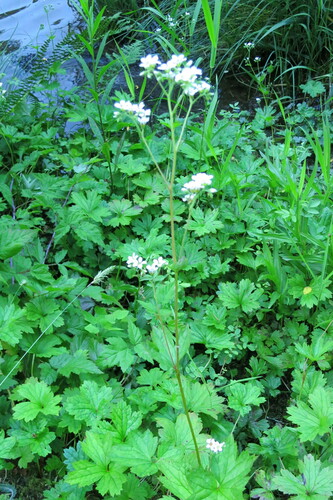 Sierra brookfoam (Boykinia intermedia)