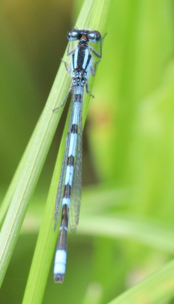 Bluets from Massey Acres on June 26, 2024 at 05:13 PM by Trent Massey ...