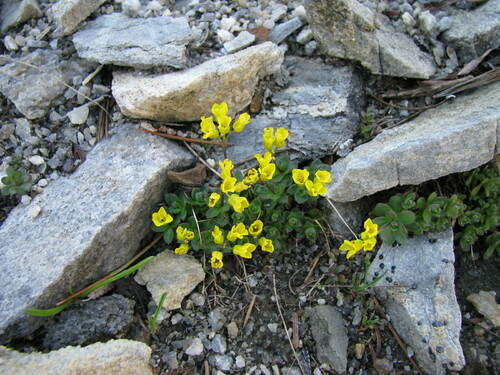 Cyclomorpha observed 2009-08-19