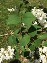 Deutzia