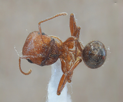 Pogonomyrmex subnitidus