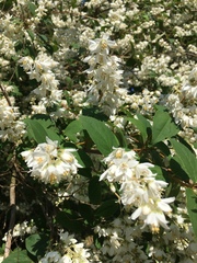 Deutzia