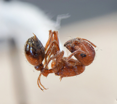 Pogonomyrmex subnitidus
