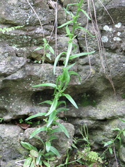 Arabis pycnocarpa adpressipilis