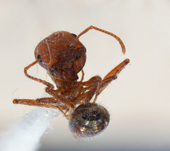Pogonomyrmex subnitidus