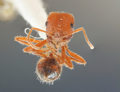 Pogonomyrmex subnitidus
